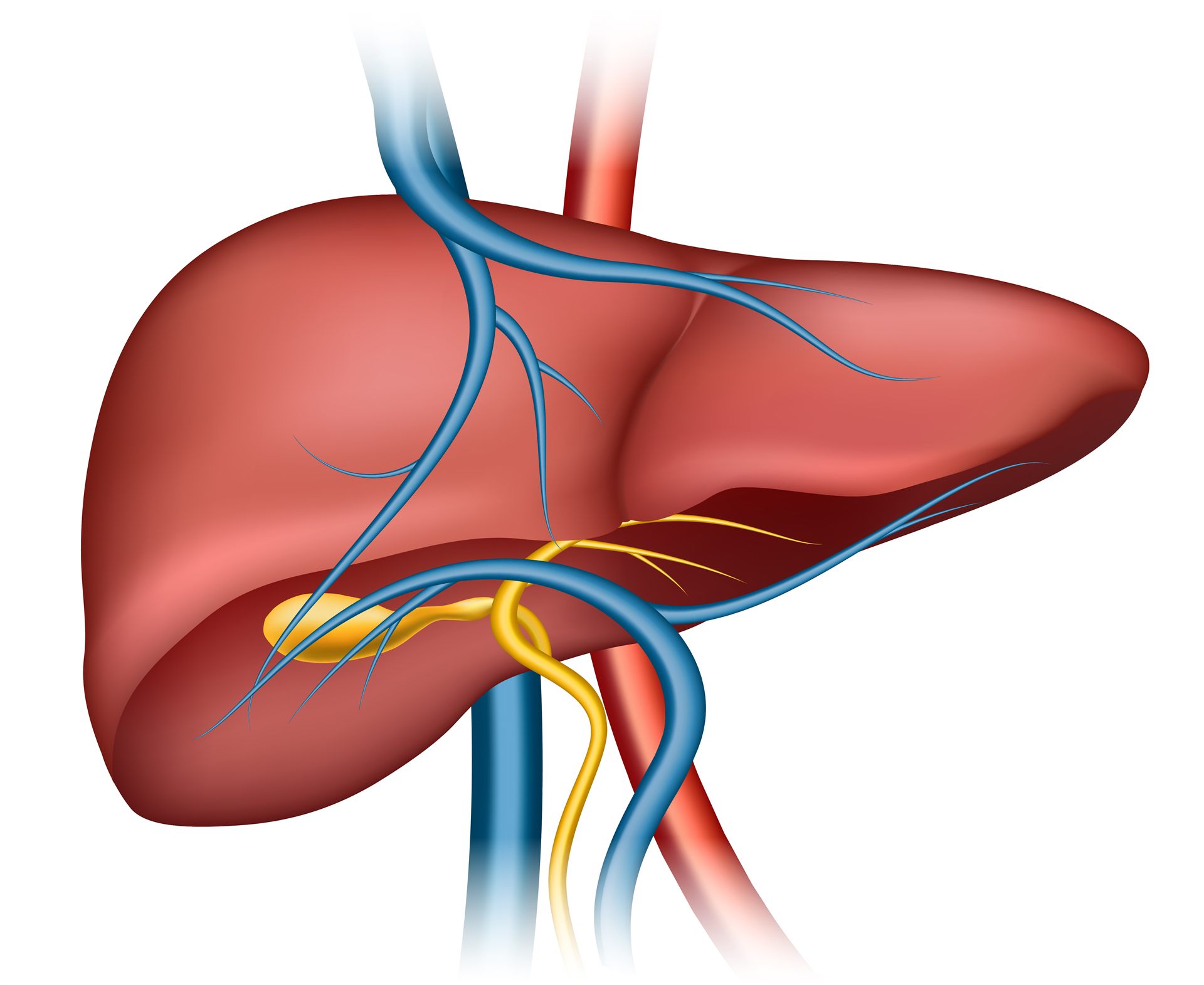 Liver Cirrhosis Care